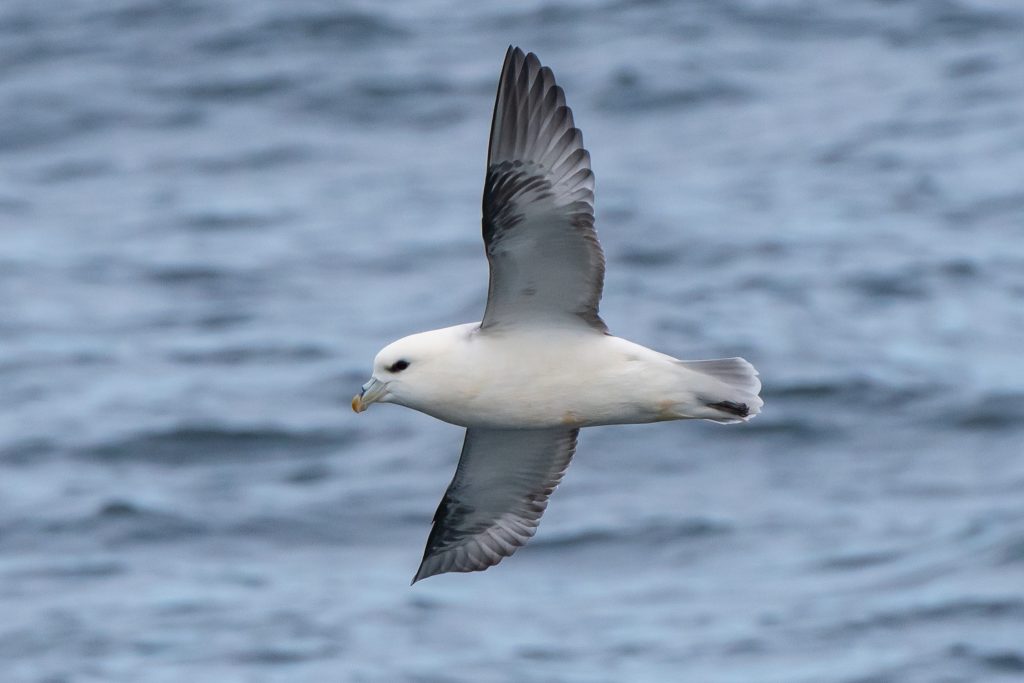 Minke Whale, Balaenoptera acutorostrata, Black-legged Kittiwake, Rissa tridactyla,Northern Fulmar, Fulmarus glacialis,White-beaked Dolphin, Lagenorhynchus albirostris,Northumberland,dolphin spotting, dolphin spotting Northumberland, dolphin spotting UK, dolphin spotting England, dolphin spotting North Sea, whale watching Northumberland, whale watching UK, whale watching England, whale watching North Sea