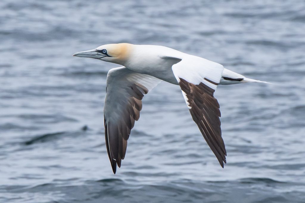 Minke Whale, Balaenoptera acutorostrata, Black-legged Kittiwake, Rissa tridactyla,Northern Fulmar, Fulmarus glacialis,White-beaked Dolphin, Lagenorhynchus albirostris,Northumberland,dolphin spotting, dolphin spotting Northumberland, dolphin spotting UK, dolphin spotting England, dolphin spotting North Sea, whale watching Northumberland, whale watching UK, whale watching England, whale watching North Sea