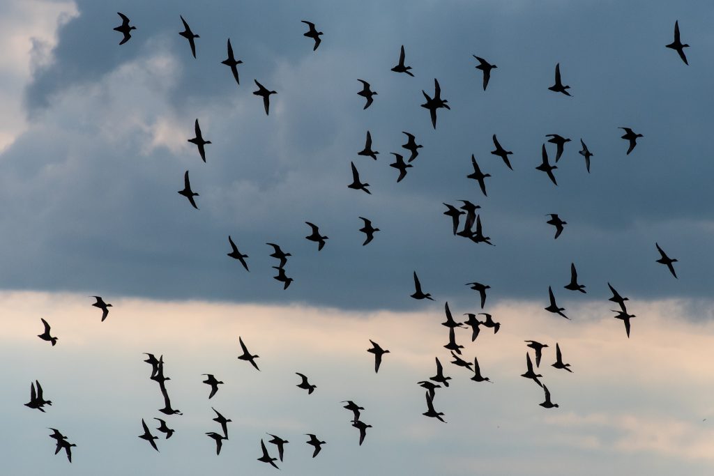 The first White-beaked Doklphins of our 2019 pelagic season appeared off Blyth on our 4hr evening sailing on 10/07/19