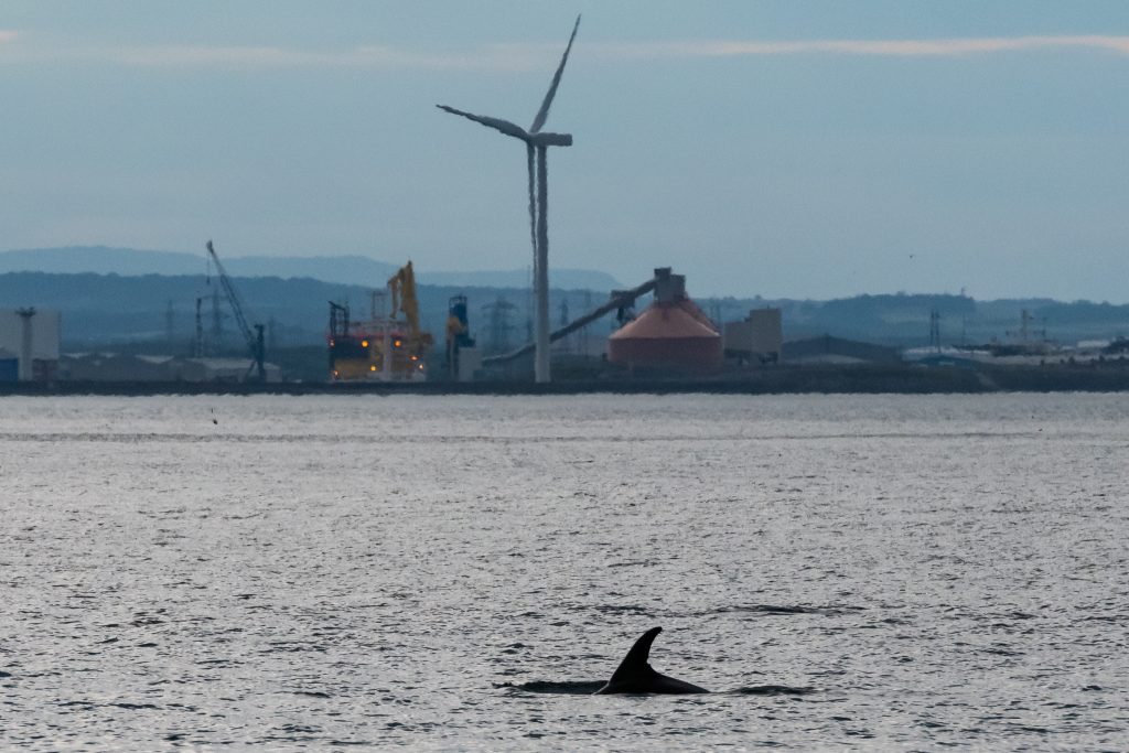 The first White-beaked Doklphins of our 2019 pelagic season appeared off Blyth on our 4hr evening sailing on 10/07/19