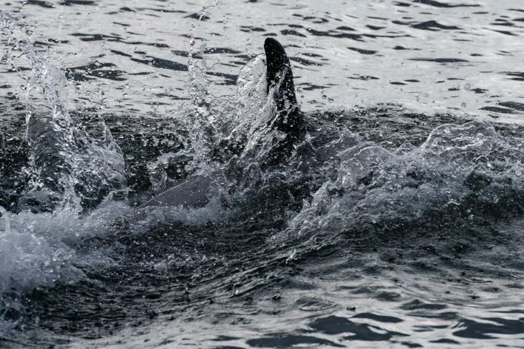 The first White-beaked Doklphins of our 2019 pelagic season appeared off Blyth on our 4hr evening sailing on 10/07/19